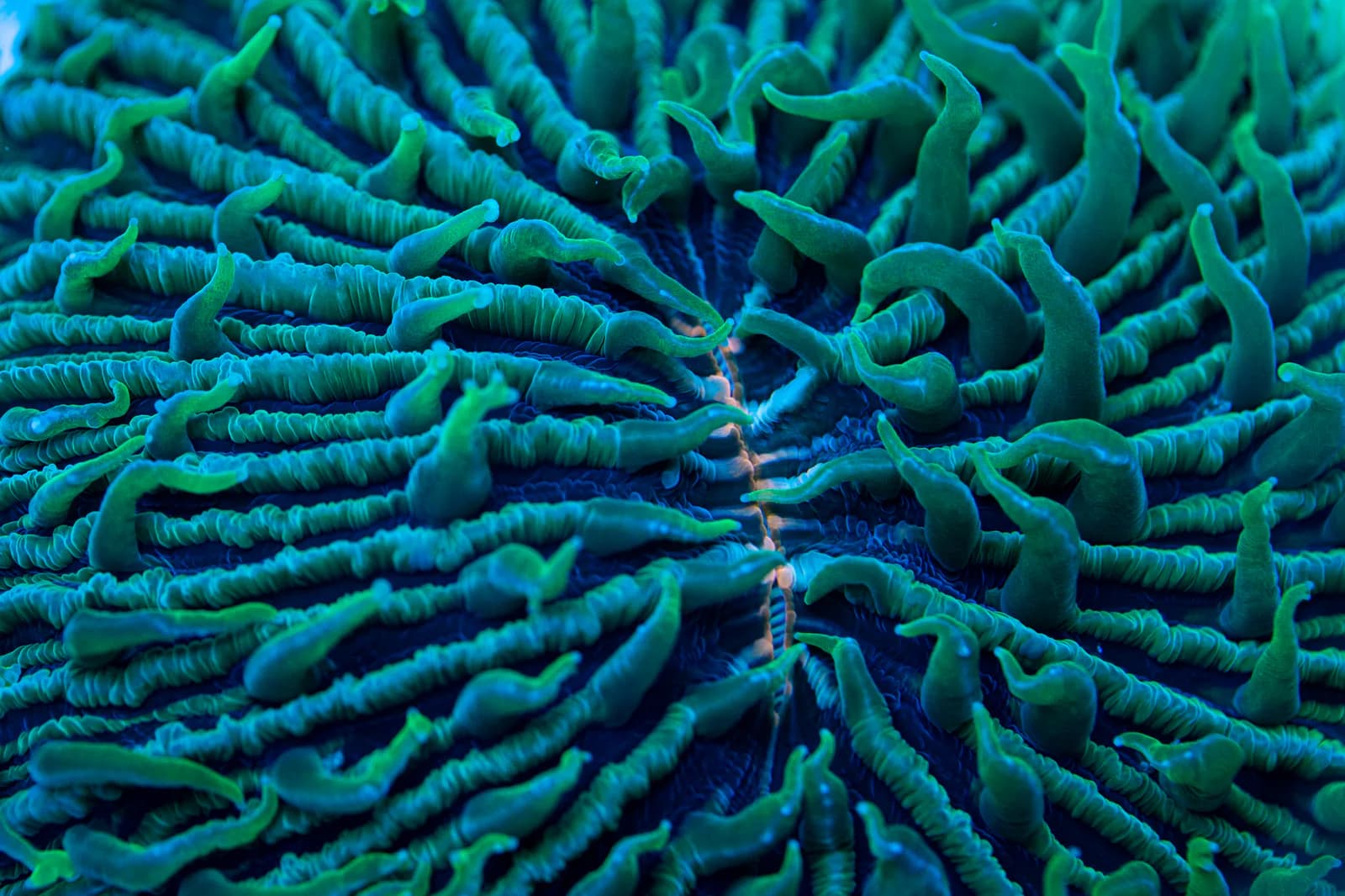 Close macro view of green tentacle coral under blue reef lighting