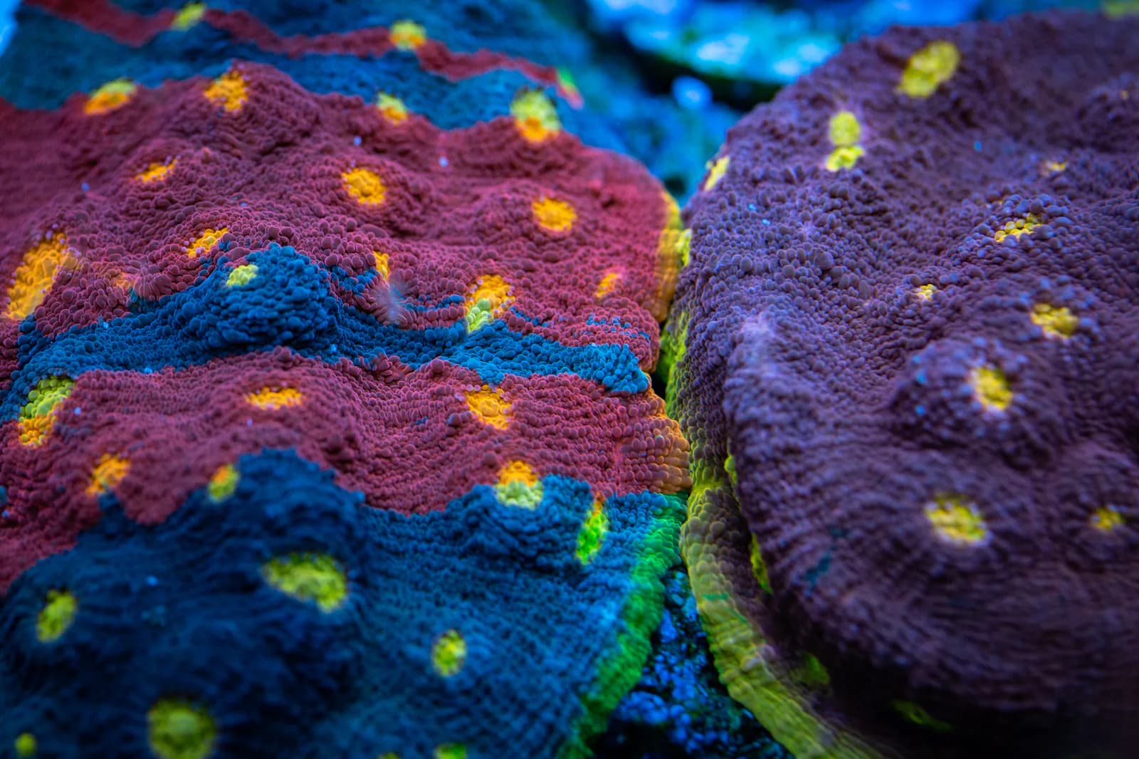 Vivid red, blue, and yellow encrusting coral colonies