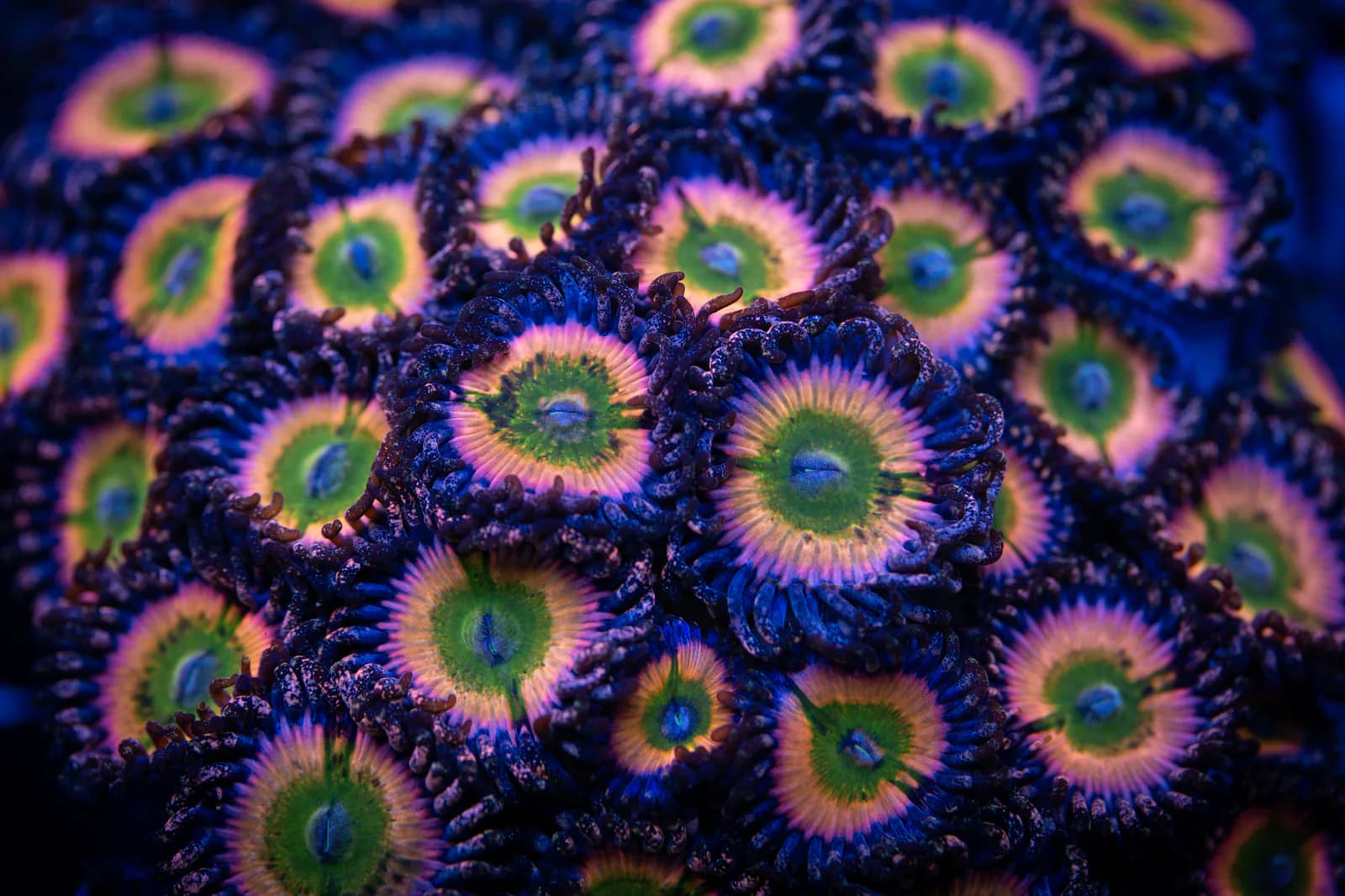 Pink and green zoanthid polyps under deep blue light