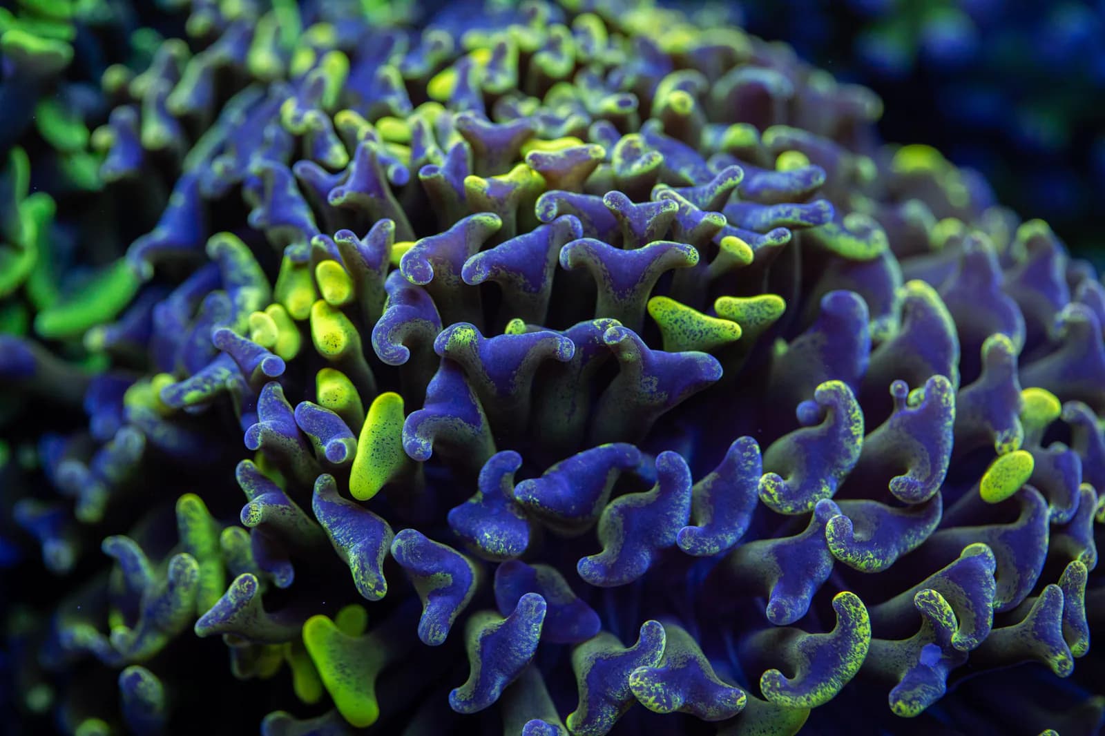 Purple and fluorescent green hammer coral branches
