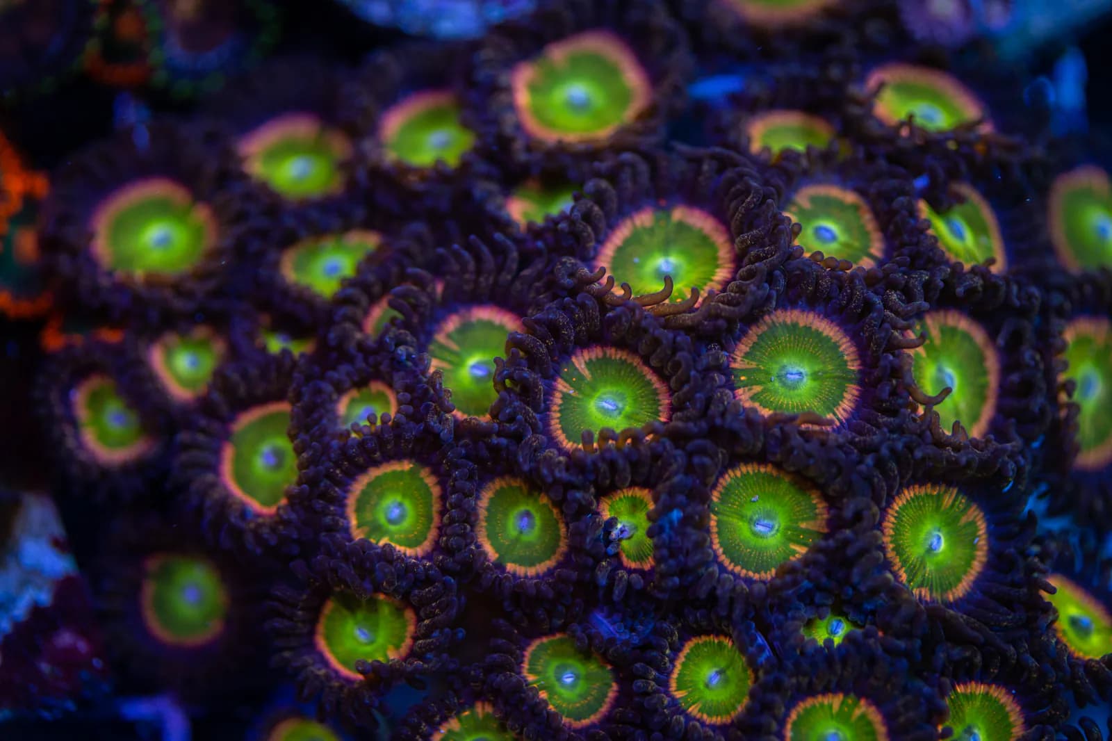 Green-centered zoanthid colony with purple skirts