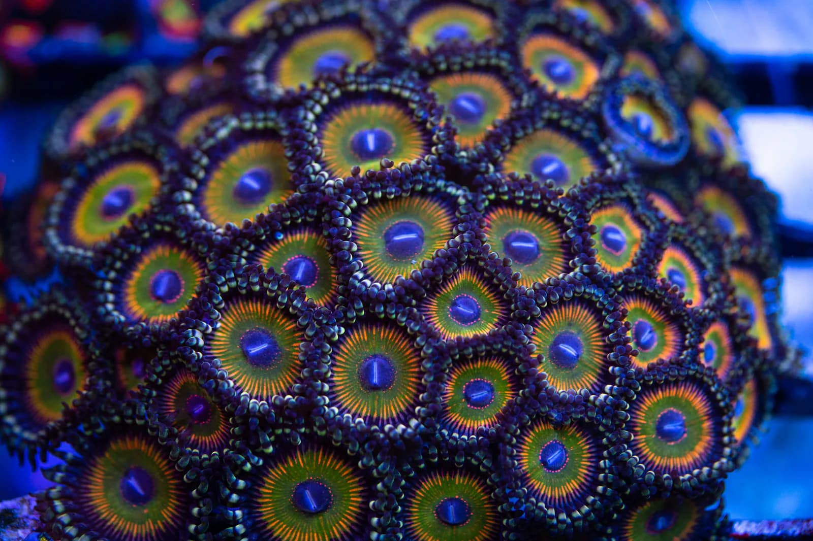 Orange and green zoanthid polyps in a dense colony