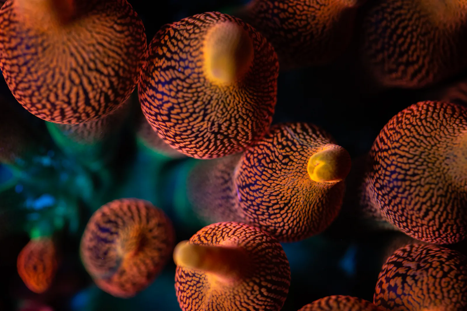 Orange patterned coral polyps against dark reef water