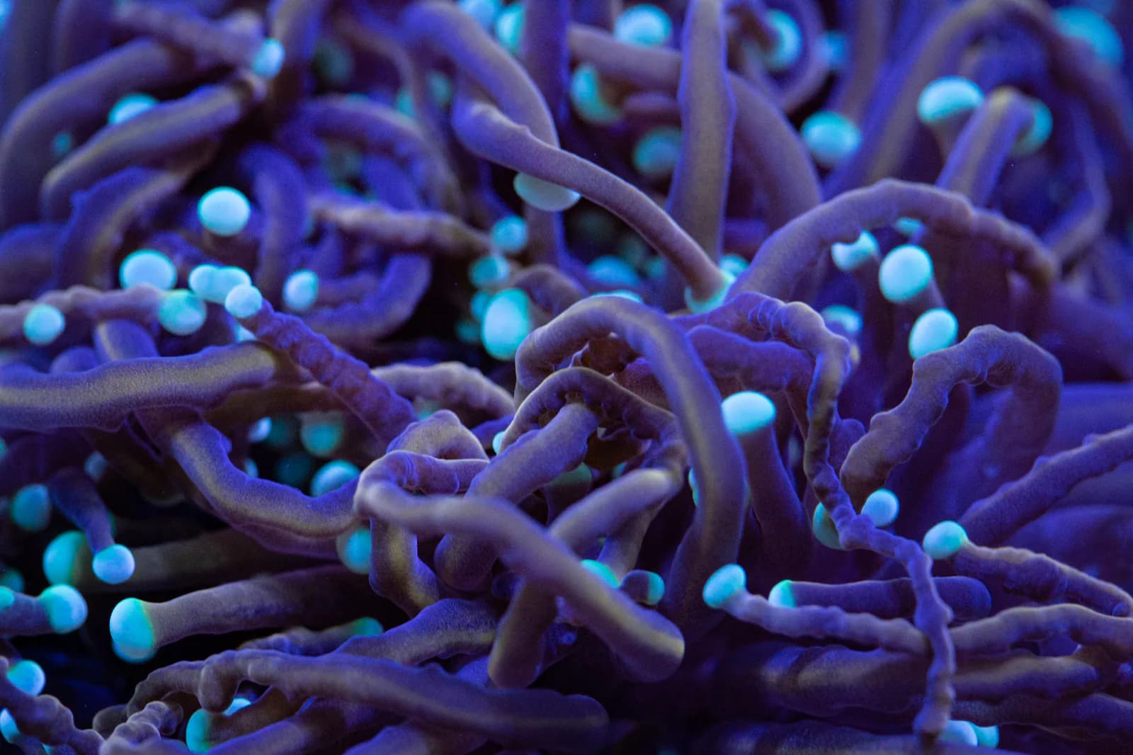 Purple torch coral tentacles tipped in fluorescent blue