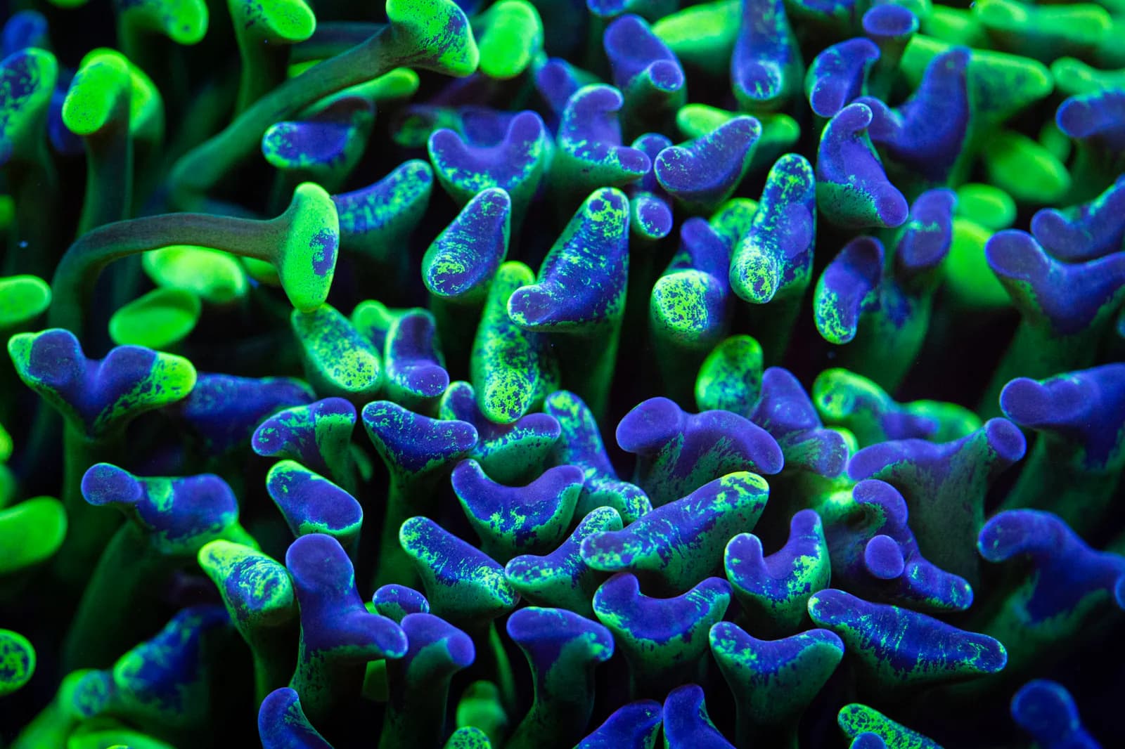 Fluorescent green and purple hammer coral branches