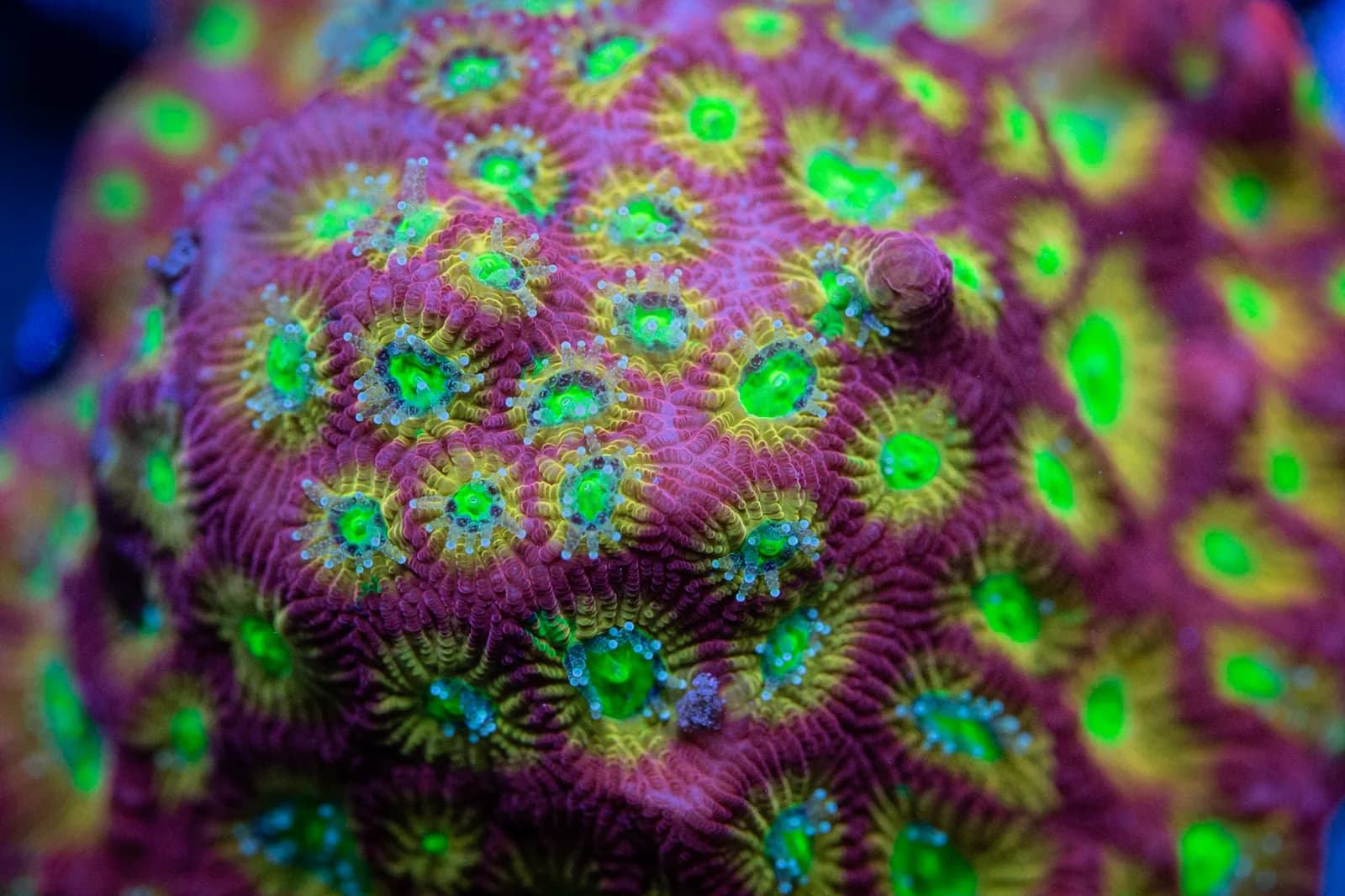 Pink and gold coral colony with fluorescent green centers