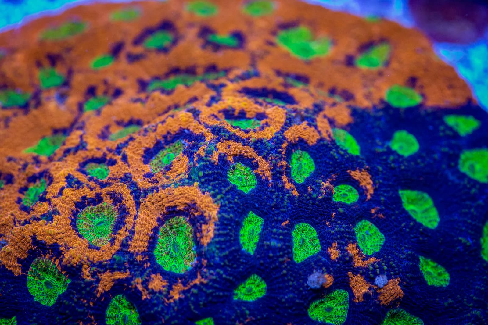 Orange and blue coral colonies with bright green centers