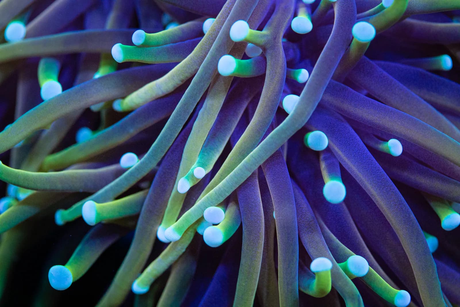 Flowing purple torch coral with pale blue tips