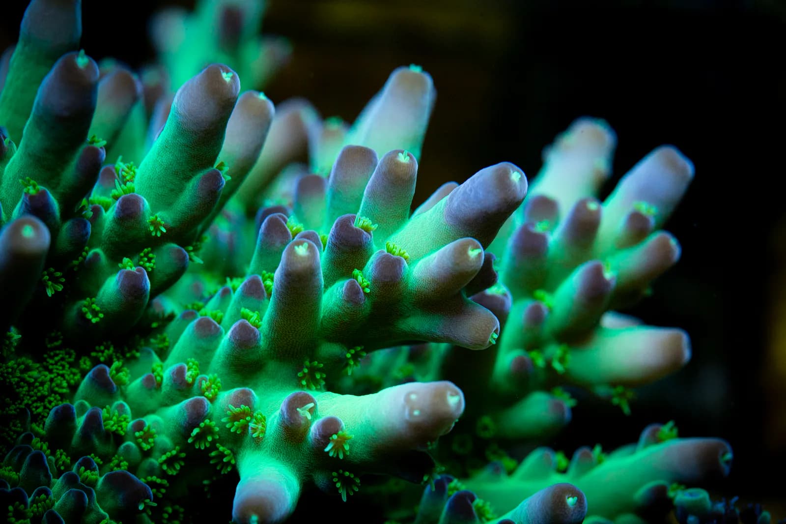 Green branching stony coral growing under reef lighting
