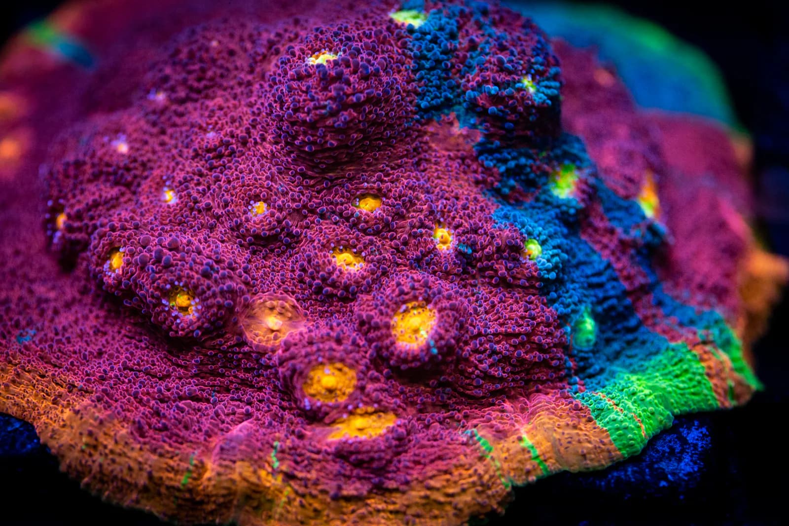 Red, blue, and gold encrusting coral colony