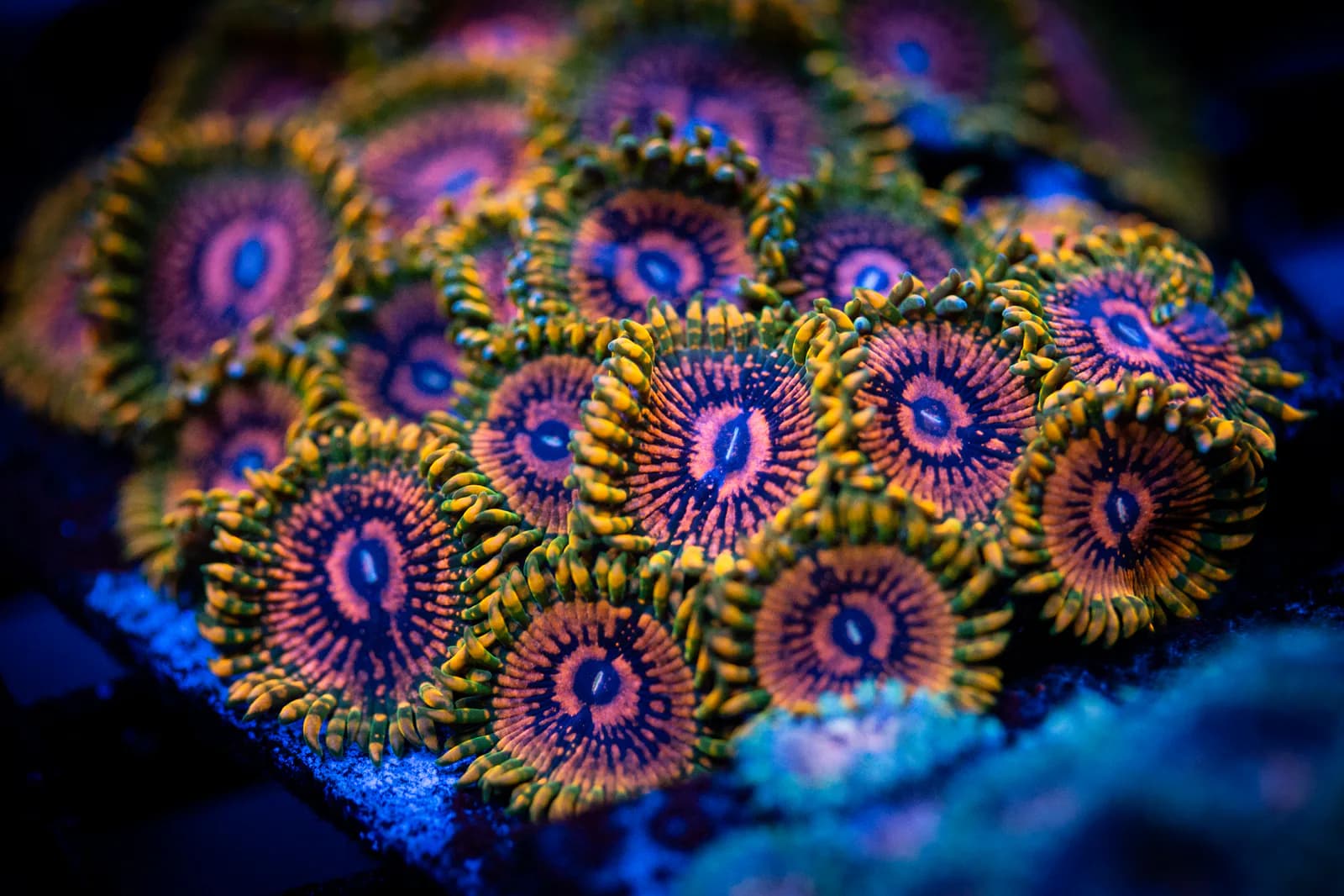 Orange and pink zoanthid polyps with patterned centers