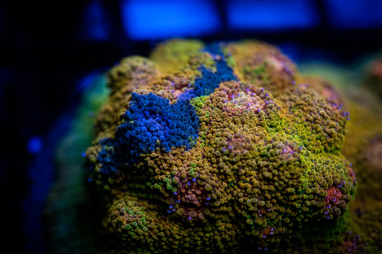 Blue, gold, and purple mushroom coral colony